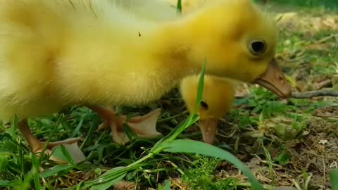 Adorable small goose's in the yard