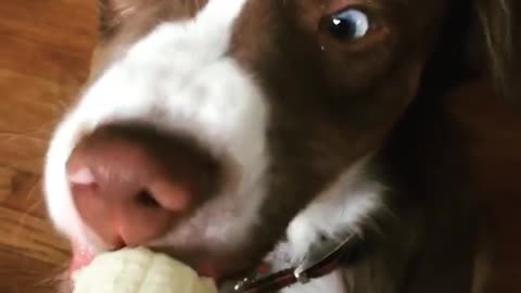 Dog Goes Cross-Eyed At First Taste Of Banana