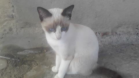 gato branco LINDOS 2