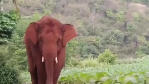 This stray elephant is enjoying wandering through this Chinese village