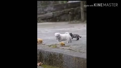 cute dog playing with cute chickens
