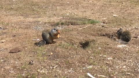 Friendly ground squirrels come above ground for treats