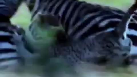 Zebra vs cheetah