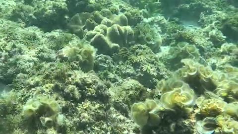 Snorkeling Adventures, Philippines Amazing clear water in a tropical underwater wonderland Sea Slug