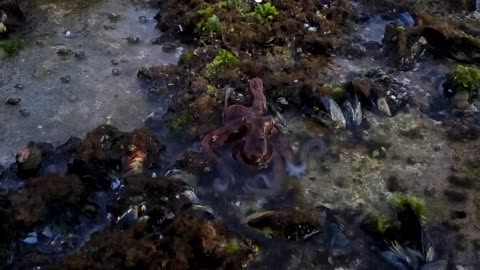 Armed sea octopus.