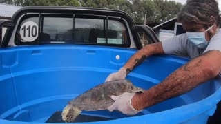Turtle That Pooed 4ft Of Plastic Released Into Ocean
