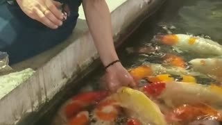 Hand feeding hundreds of koi fish pt1 #shorts