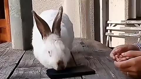 Rabbit picks up napkins