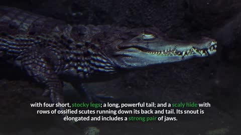 American Crocodile || Description, Characteristics and Facts!