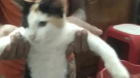 Video of pushy cat