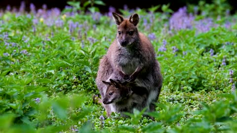 Kangaroo video