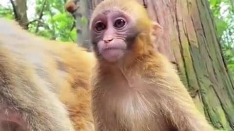 Moneky funny video#moneky talking something about