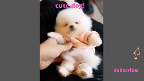 cute dog