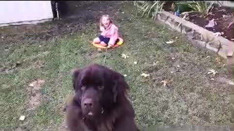 Massive dog pulls girl on sled with ease