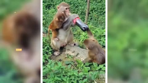 Monkey Funny Moments - Viral Monkey Video of the Week