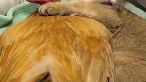 The_cat_took_the_rooster_home_to_sleep!so_funny_an