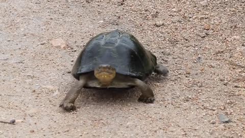 "Adorable Tortoise Takes a Leisurely Stroll: A Heartwarming Sight!"