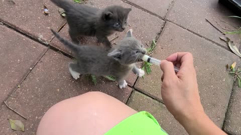 Stray kittens _ Cute baby kittens