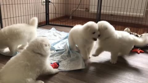 Six White Cute Puppies Playing Their Mother..!! Cute Puppies and Loving Mother