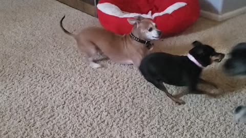 Our dogs at play with Feisty Fiona