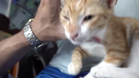 How Cats React When Seeing Stranger 1st Time - Running or Being Friendly 10- - Viral Cat