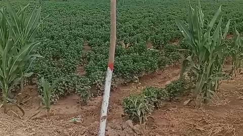 A Chrysanthemum tree planted in a field