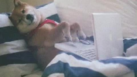 Teaching a dog to use laptop