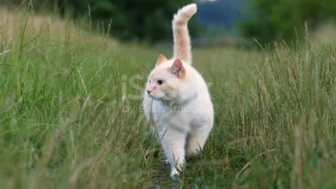 Beautiful fat white cat walking on the grass on camera. stock video