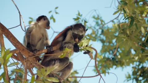 Wildlife and beautiful music