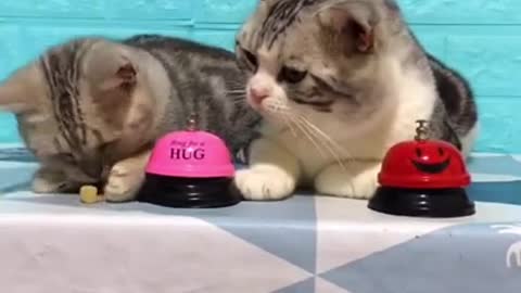 Lovely cats ringing the bell for food