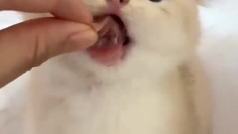 Cute kitty eating style