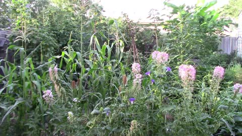 Late July Gardening Update and Tour - It's Growing Well