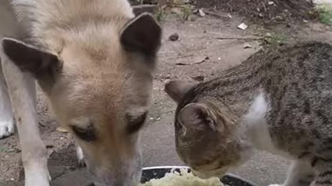 The cat dog friendship