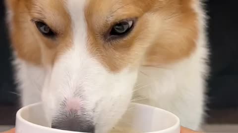 Pet debut plan cute pet daily cute breeder corgi drinking winter melon mackerel soup