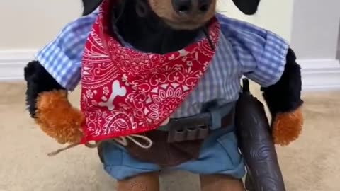 Cowboy wiener Dog 🐶🐕