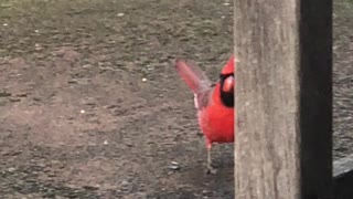 #Back Yard Birds Hawai’i Male Northern Cardinal