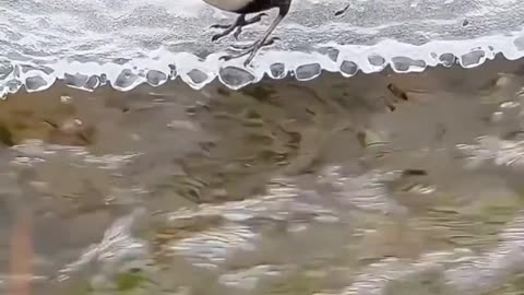 Cute bird video