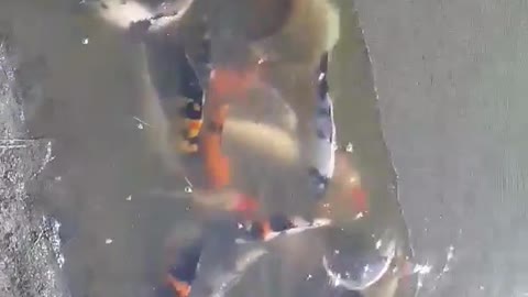 koi fish pond