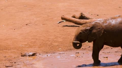 Playing Between Two African Elephants Look Amazing