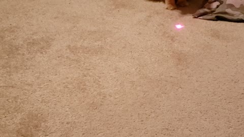 Hobbes Chasing The Red Dot