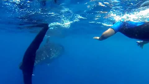 Snorkeling with Whale Sharks