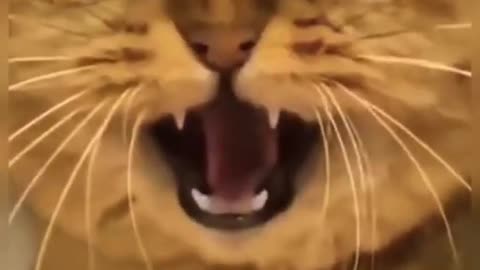 Funny cat videos cute animals funny cats