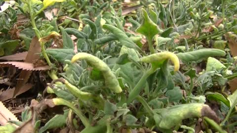 Warrigal Greens. - Tetragonia tetragonoides