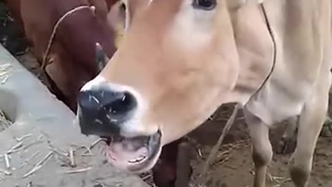 #Funny #animal #sounds, #what #they #saying 🤔😂