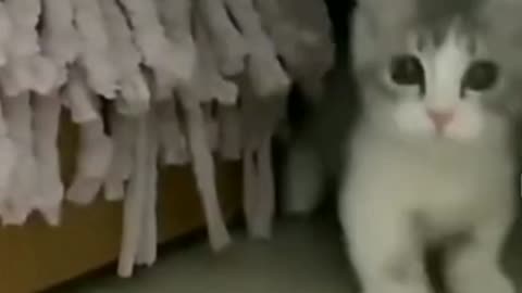 Cat entering in room with cute face 🐈🐈🐈