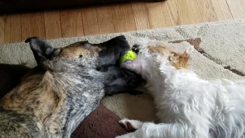 Great Dane and Terrier play mouth ball together