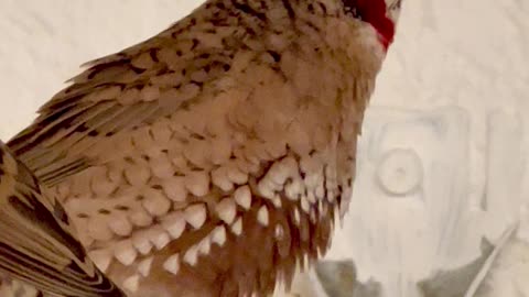 Male cut-throat finch (Amadina fasciata) Singing - bird sounds #bird #birds #animals #nature #pets