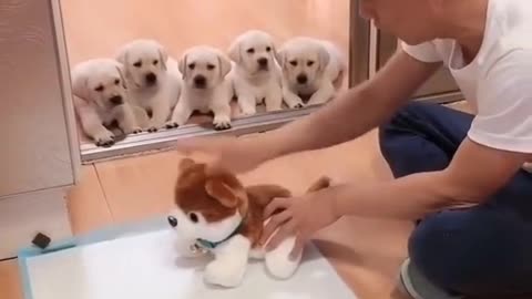 Cute Dog Play