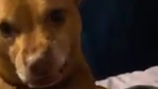 Apparently this pup really hates this sound