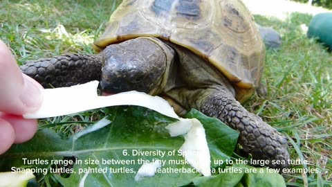 Some fundamental information about turtles